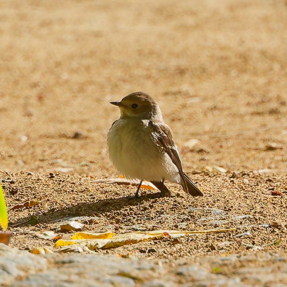 マダラヒタキ - ML643897025