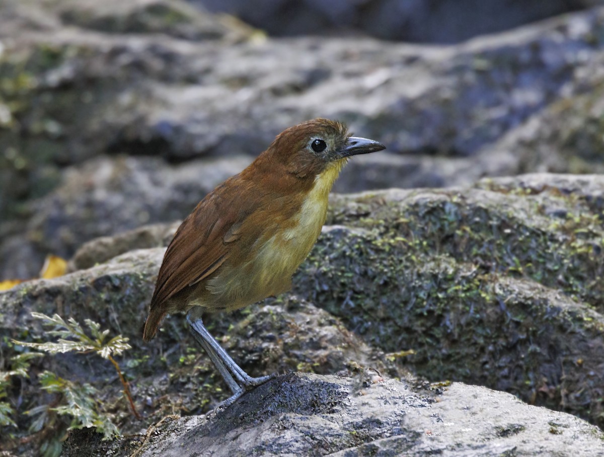 Yellow-breasted Antpitta - ML643897030