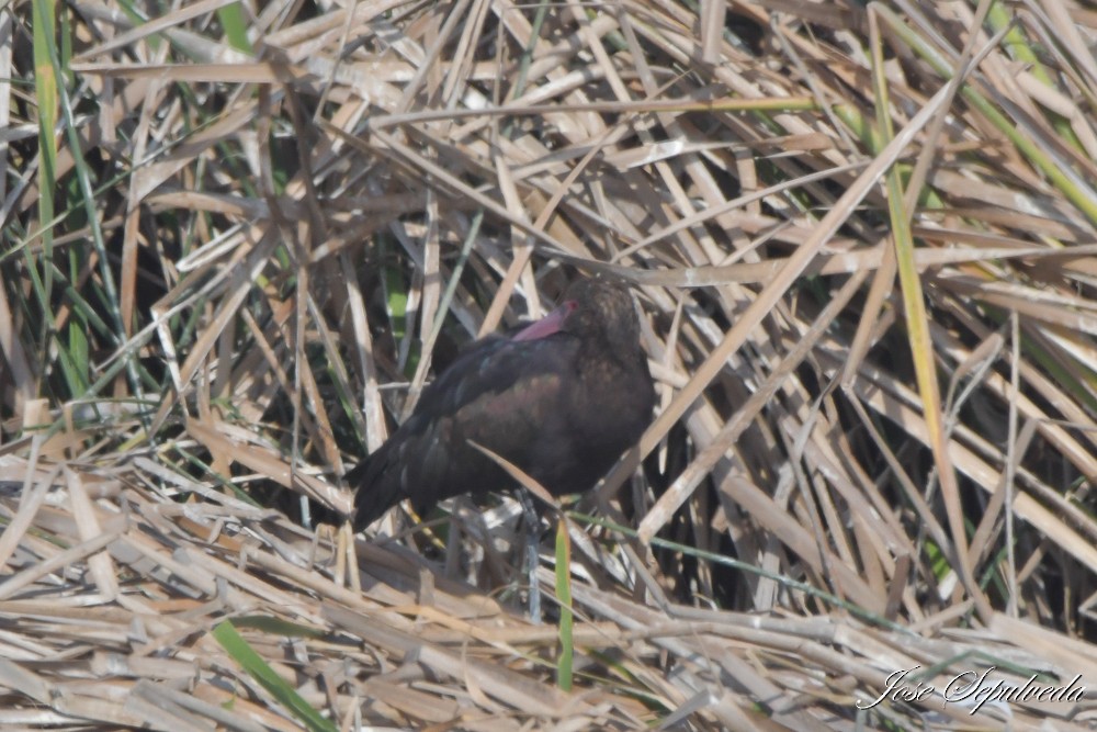 Puna Ibis - ML643897039