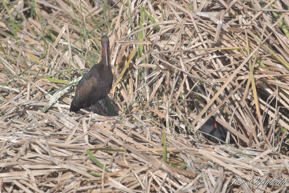Puna Ibis - ML643897040