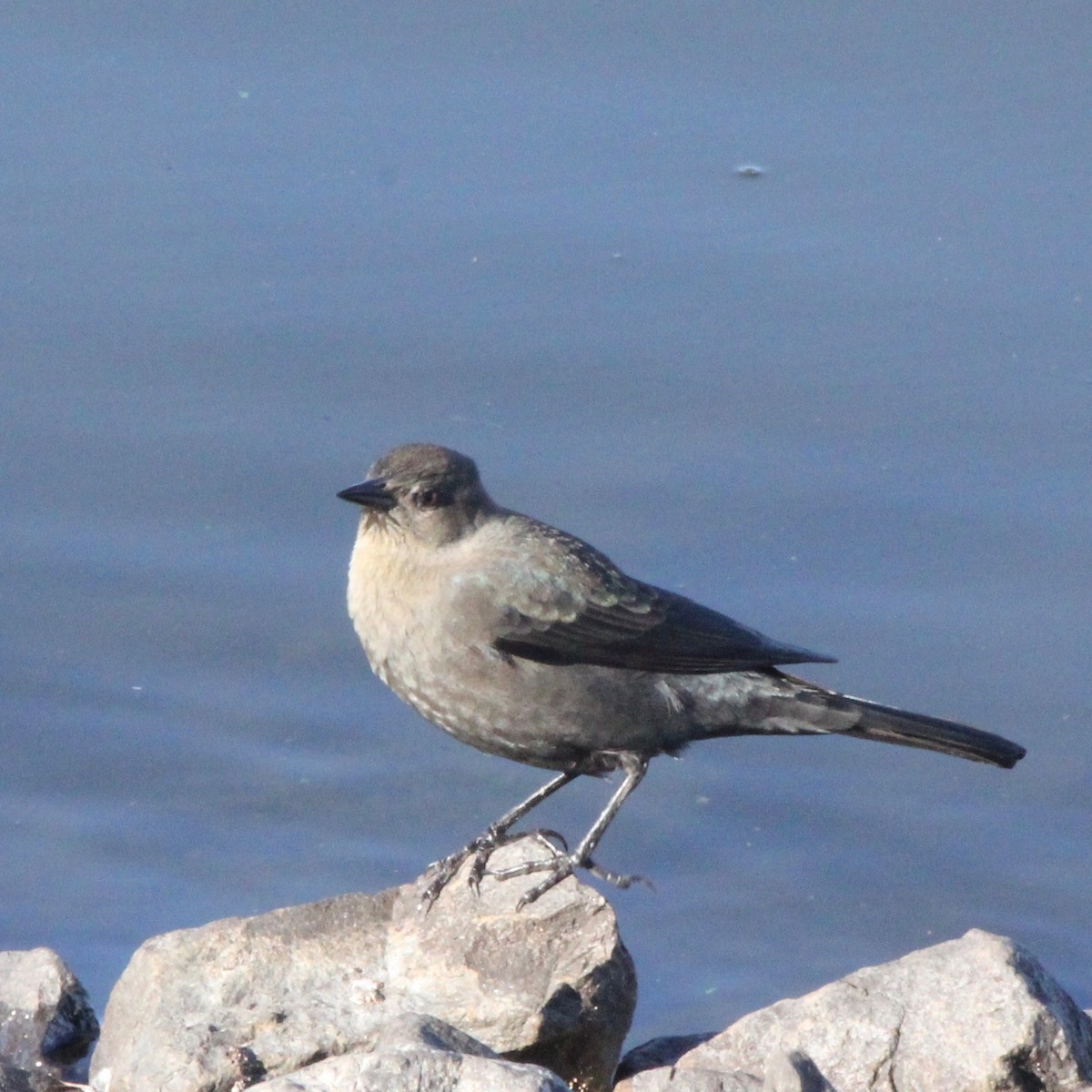 Brewer's Blackbird - ML643897045