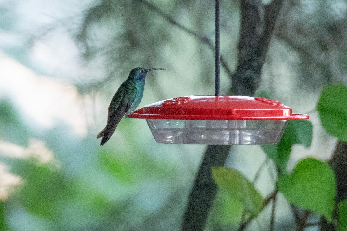 Colibri thalassin - ML643897062