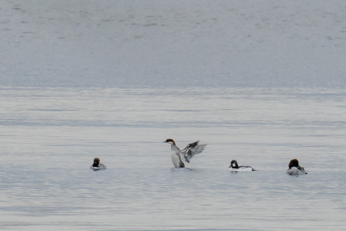 Цахиур бохио - ML643897080