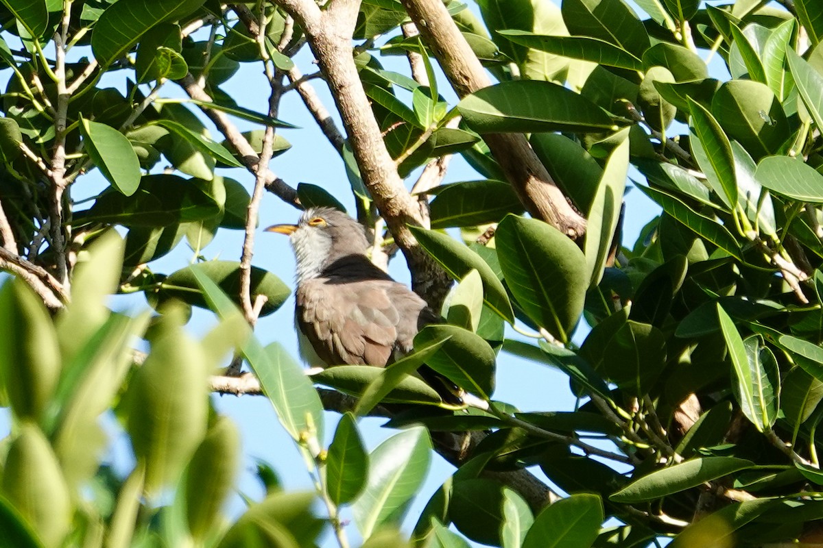 Yellow-billed Cuckoo - ML643897099