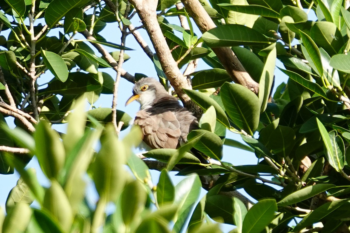 Yellow-billed Cuckoo - ML643897100