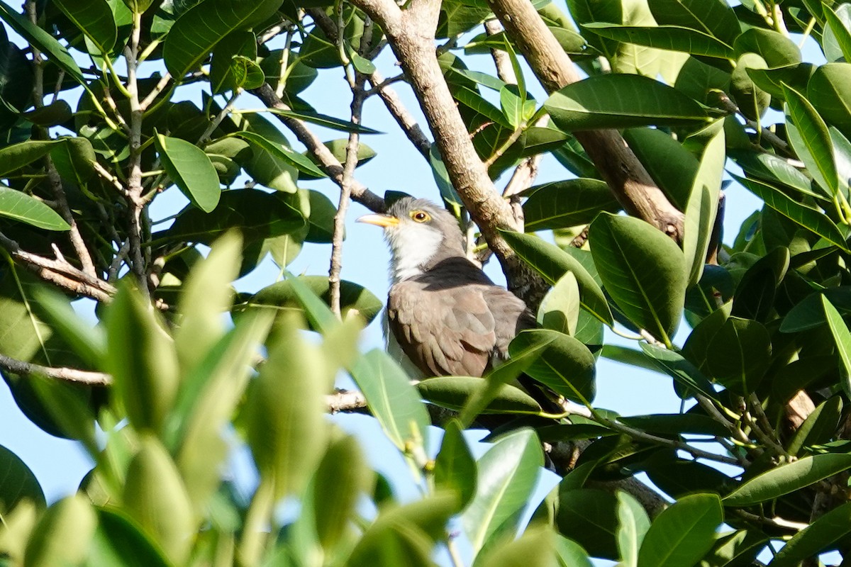 Yellow-billed Cuckoo - ML643897101
