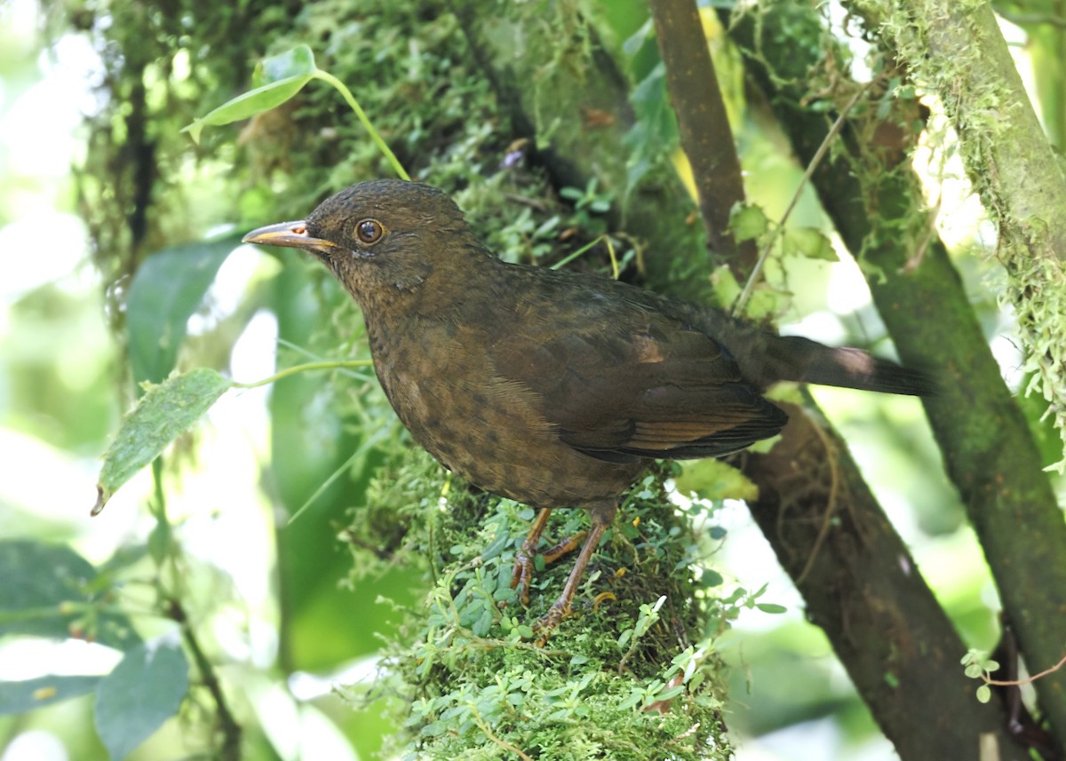 Merle lustré - ML643897152