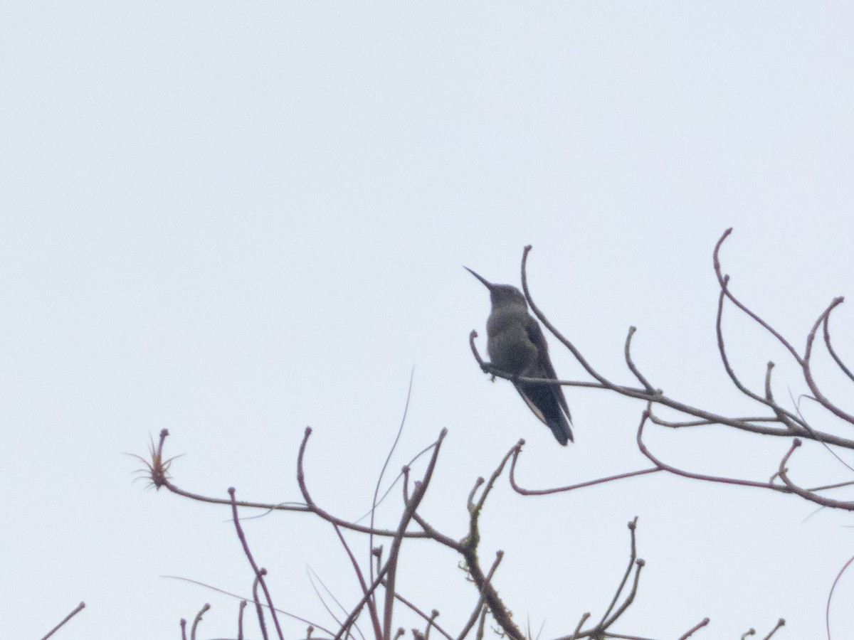 Scaly-breasted Hummingbird - ML643897179