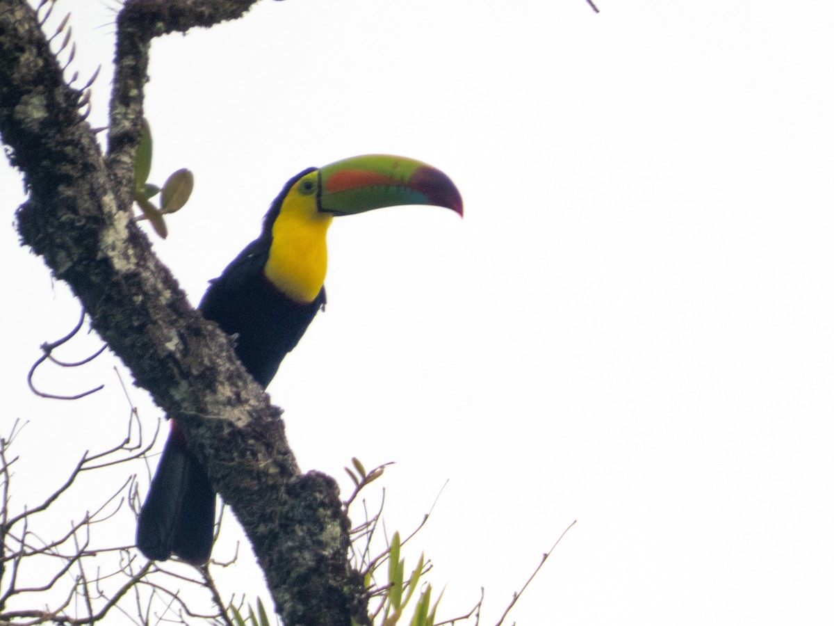 Keel-billed Toucan - ML643897198