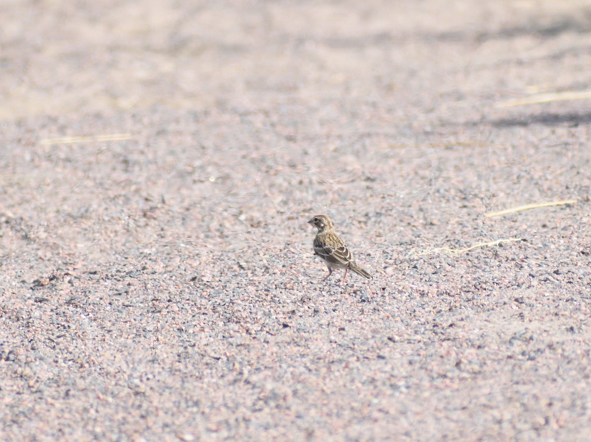 Lark Sparrow - ML643897205