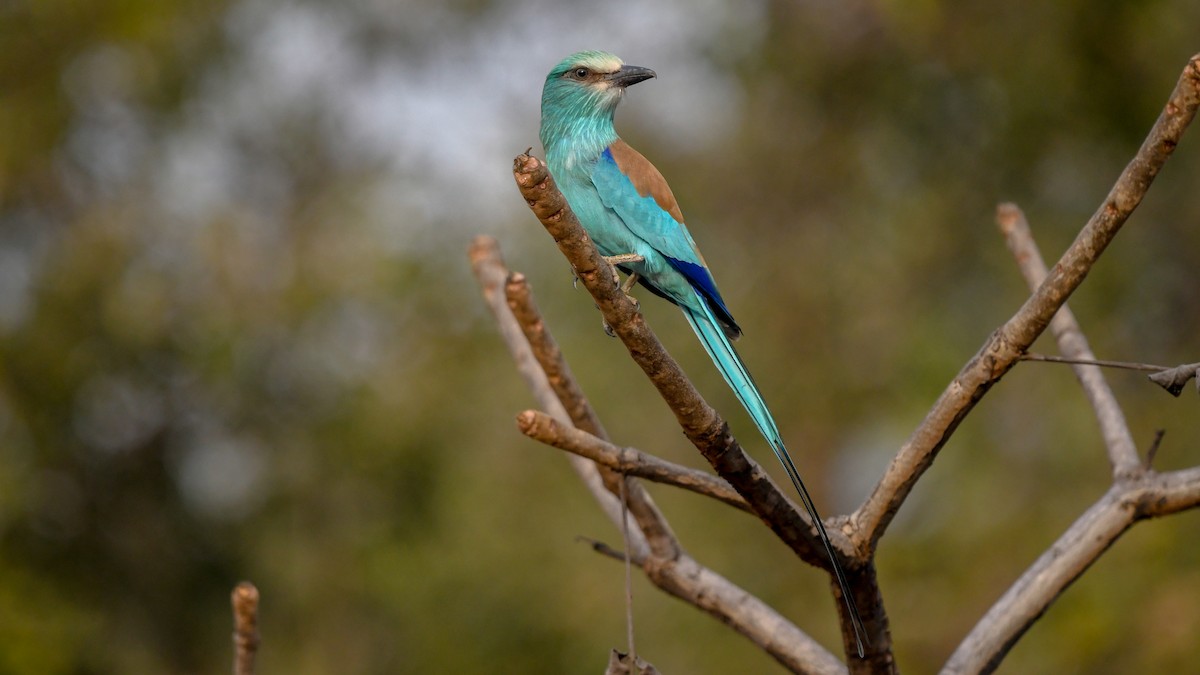 Abyssinian Roller - ML643897223
