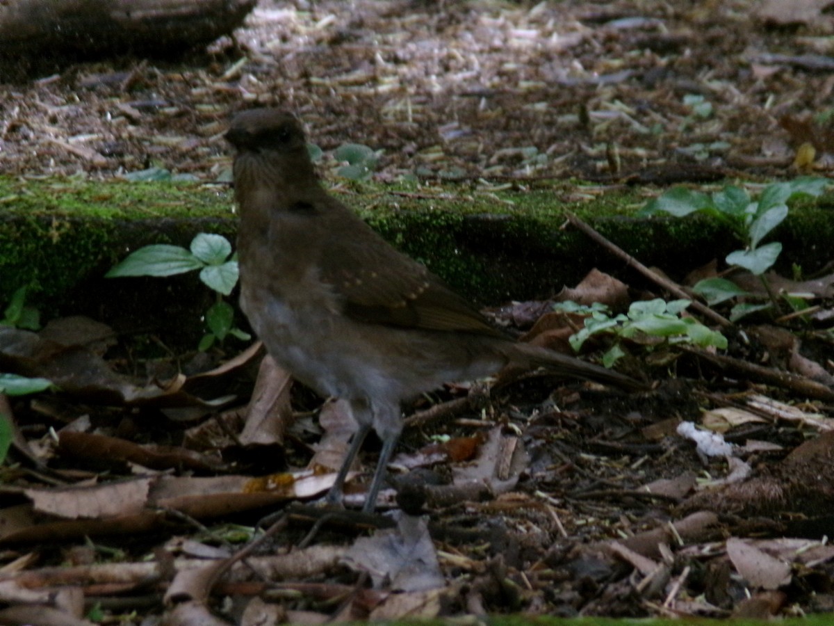 Black-billed Thrush - ML643897230