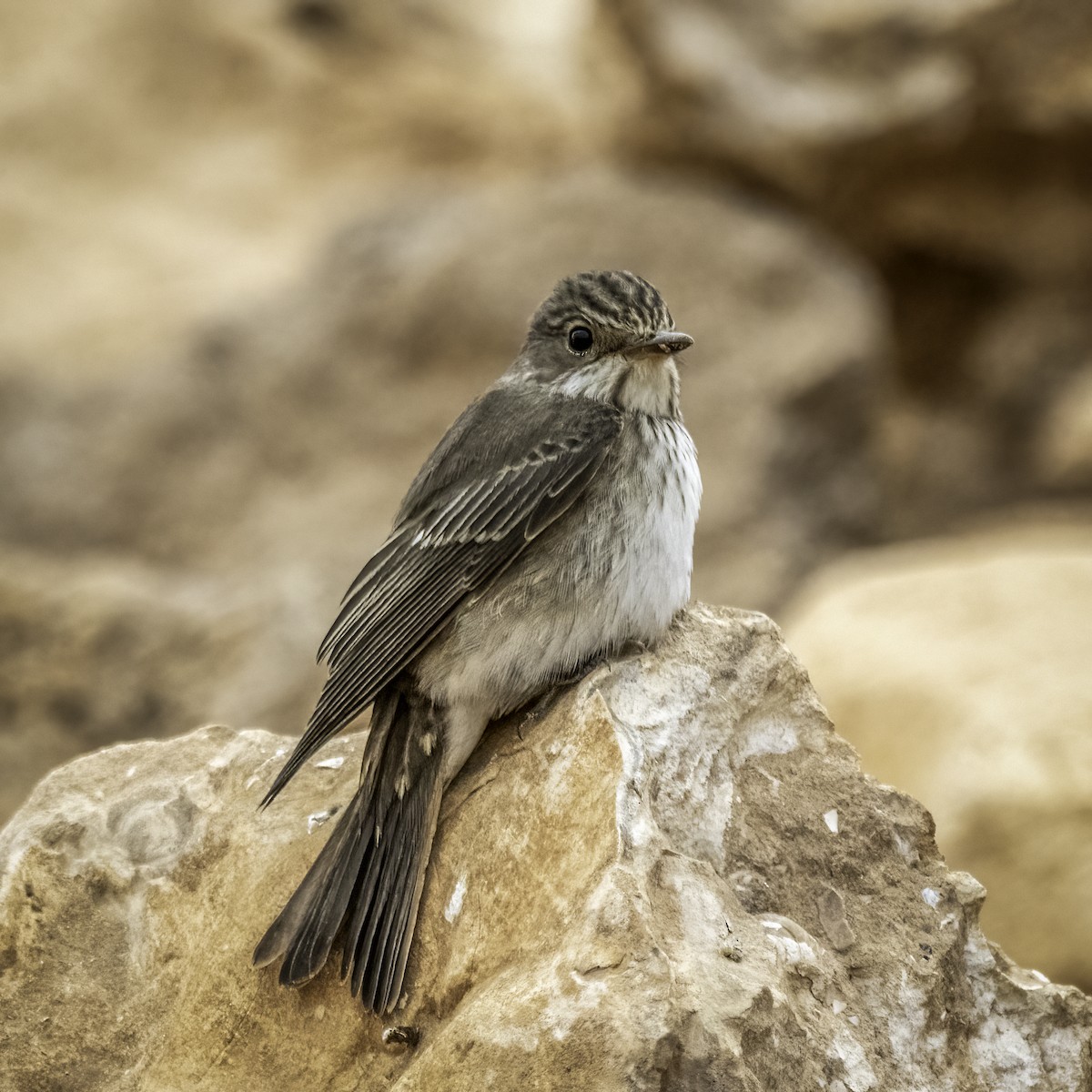 Spotted Flycatcher - ML643897232