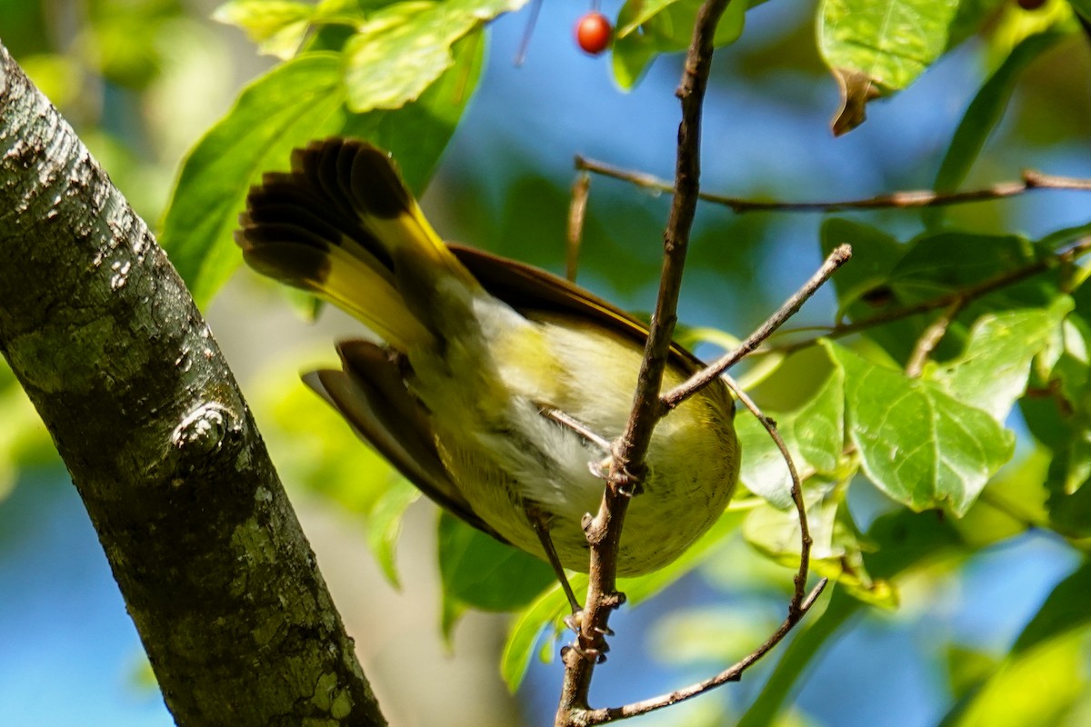 American Redstart - ML643897255