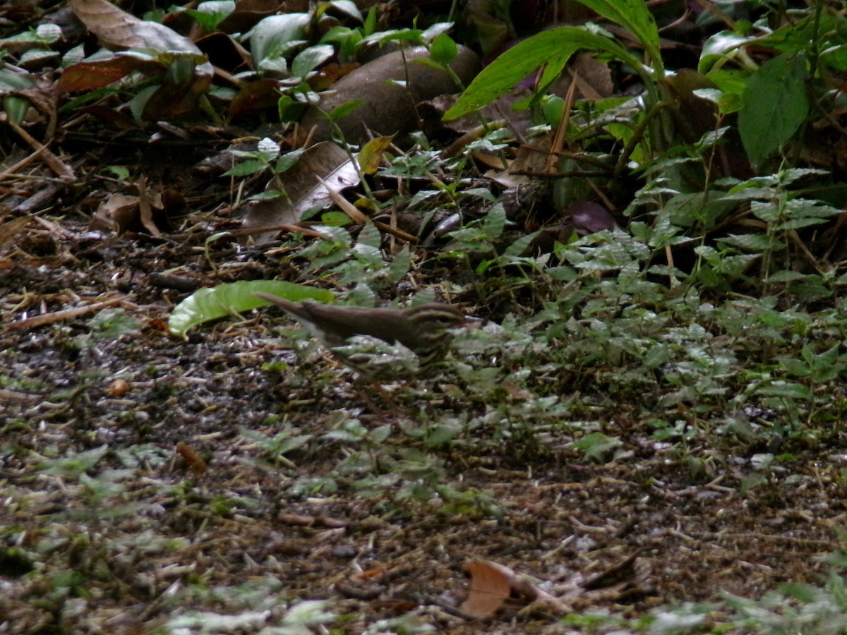 キタミズツグミ - ML643897279