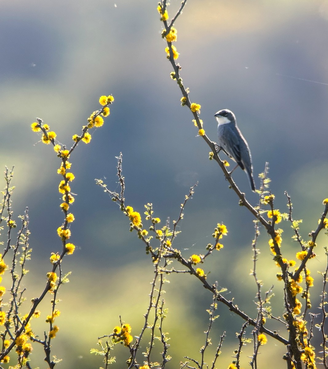 Diuca Finch - ML643897284