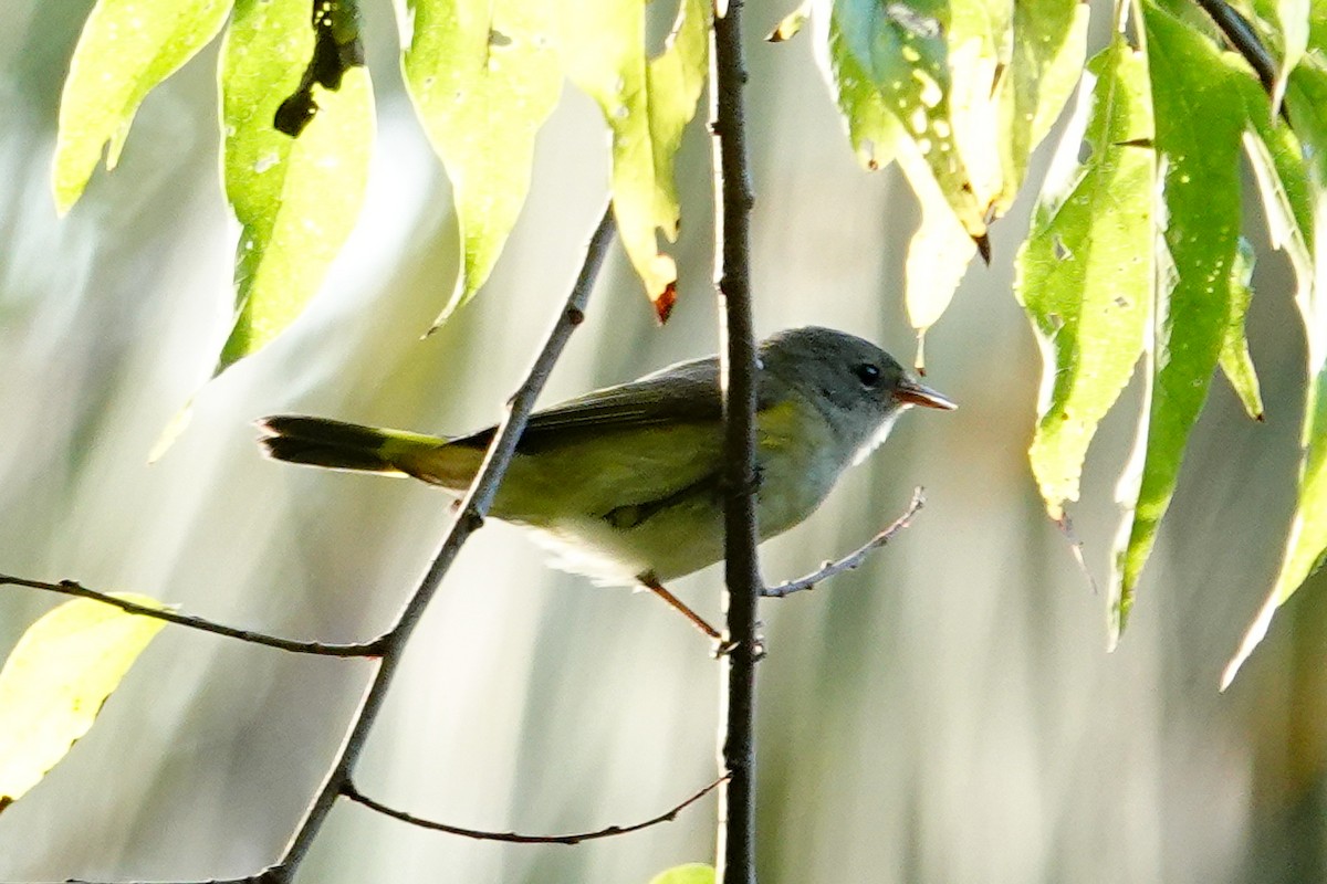 American Redstart - ML643897297