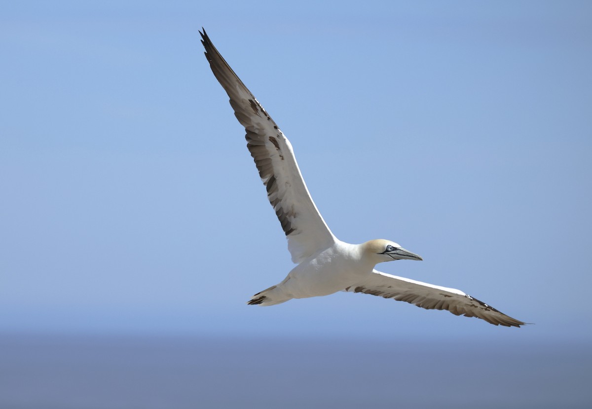 Northern Gannet - ML643897300