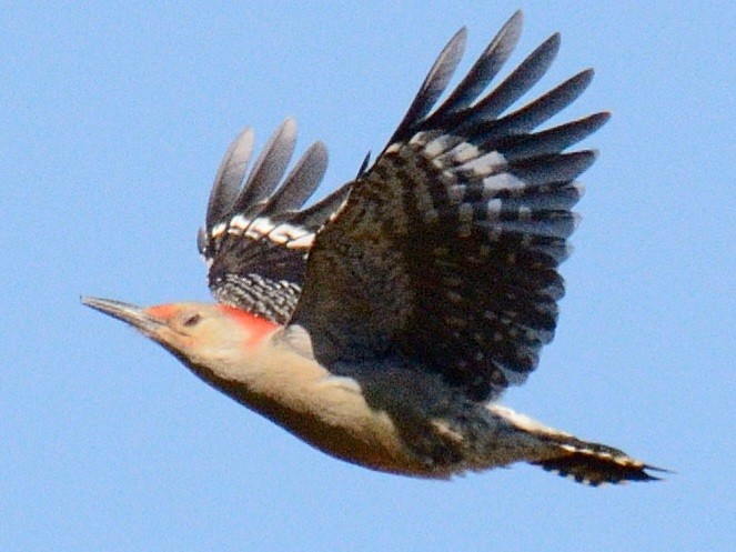 Red-bellied Woodpecker - ML643897311