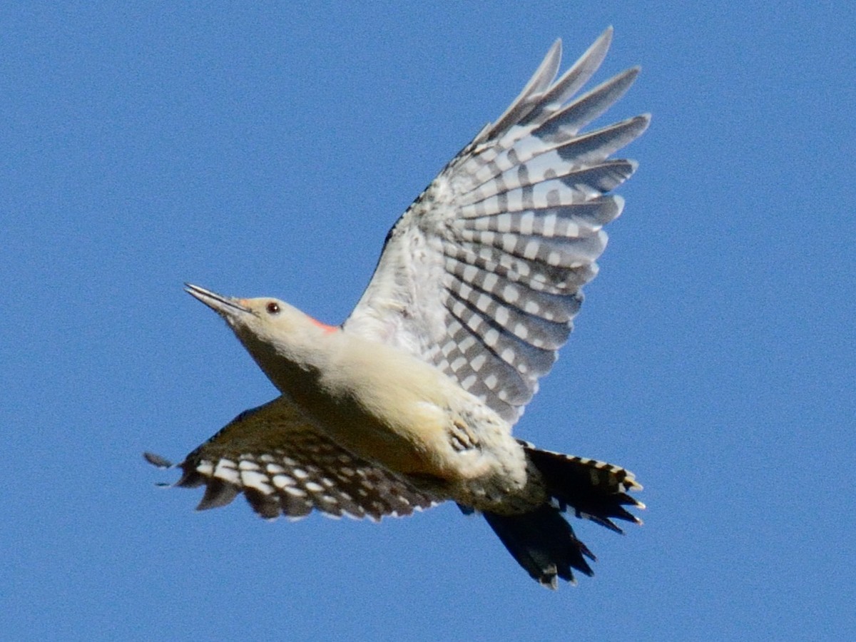 Red-bellied Woodpecker - ML643897312