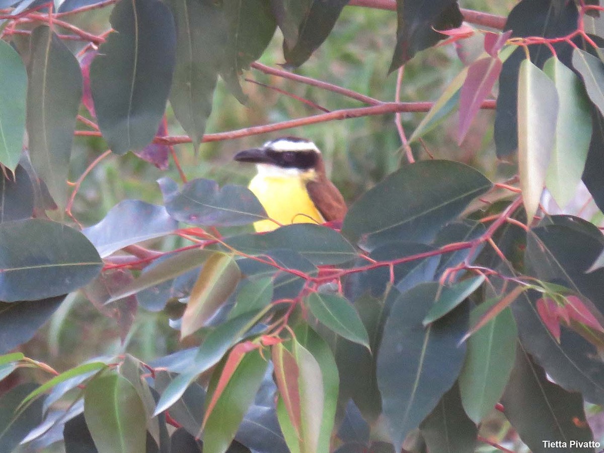 Boat-billed Flycatcher - ML643897314