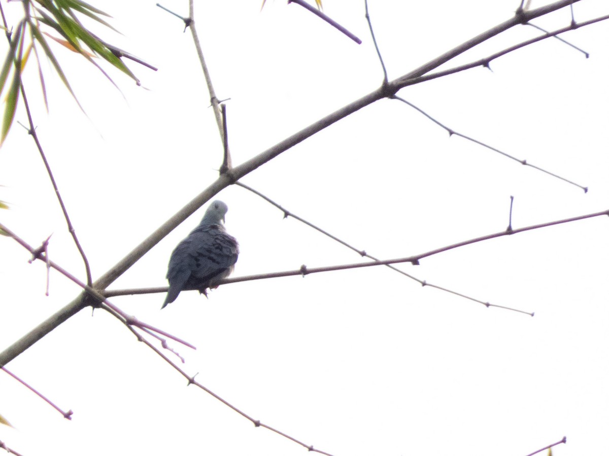 Талпакоті сірий - ML643897327