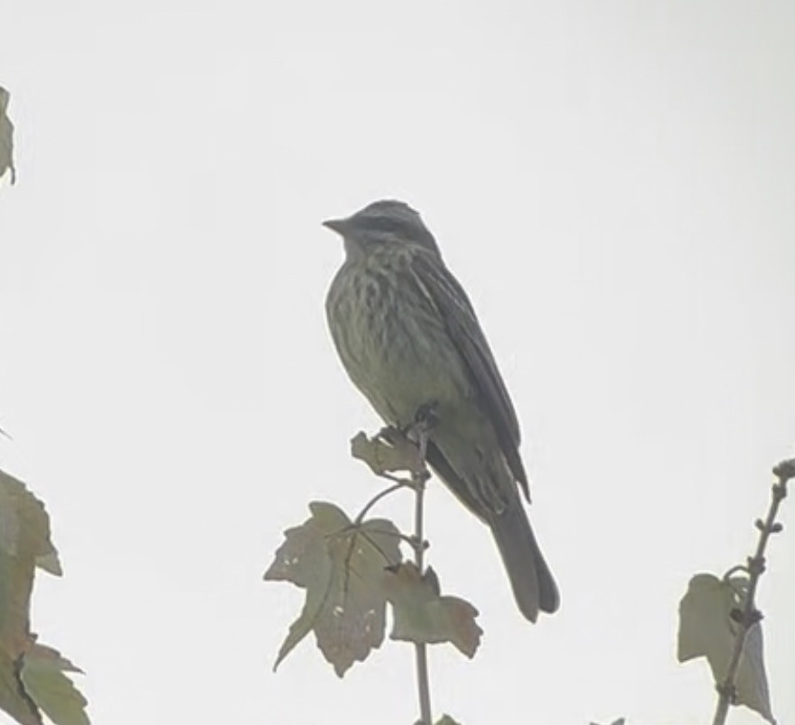 Schuppenrücken-Maskentyrann - ML643897349