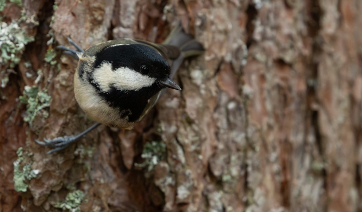 Coal Tit - ML643897362