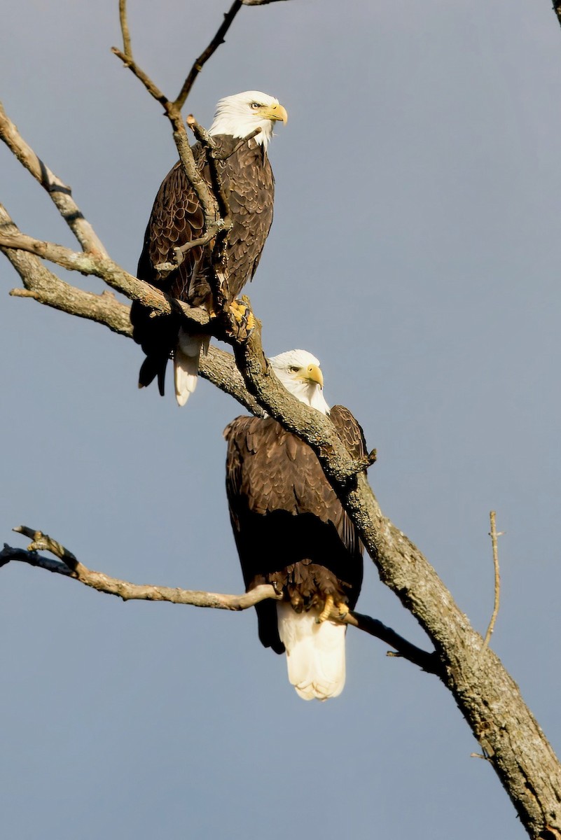 Bald Eagle - ML643897369
