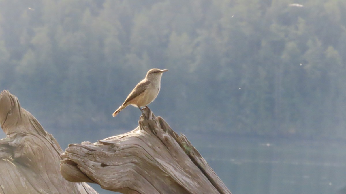 Rock Wren - ML643897377