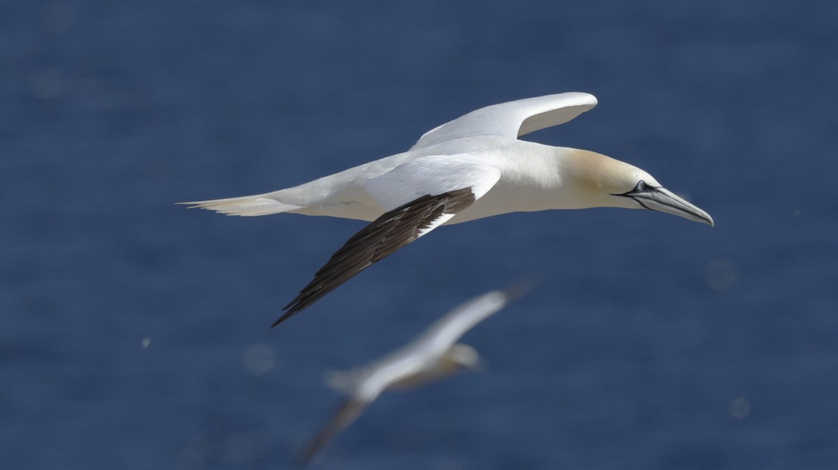 Northern Gannet - ML643897380