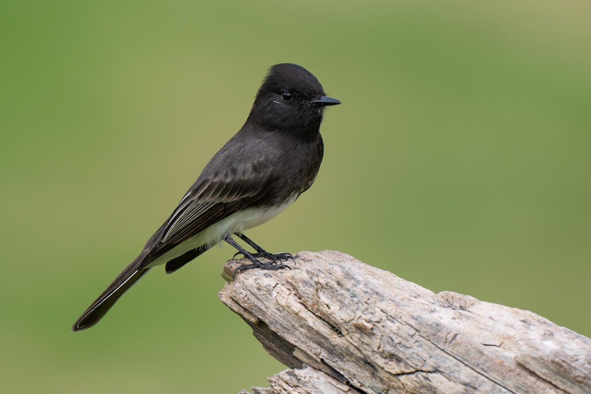 Black Phoebe - ML643897391