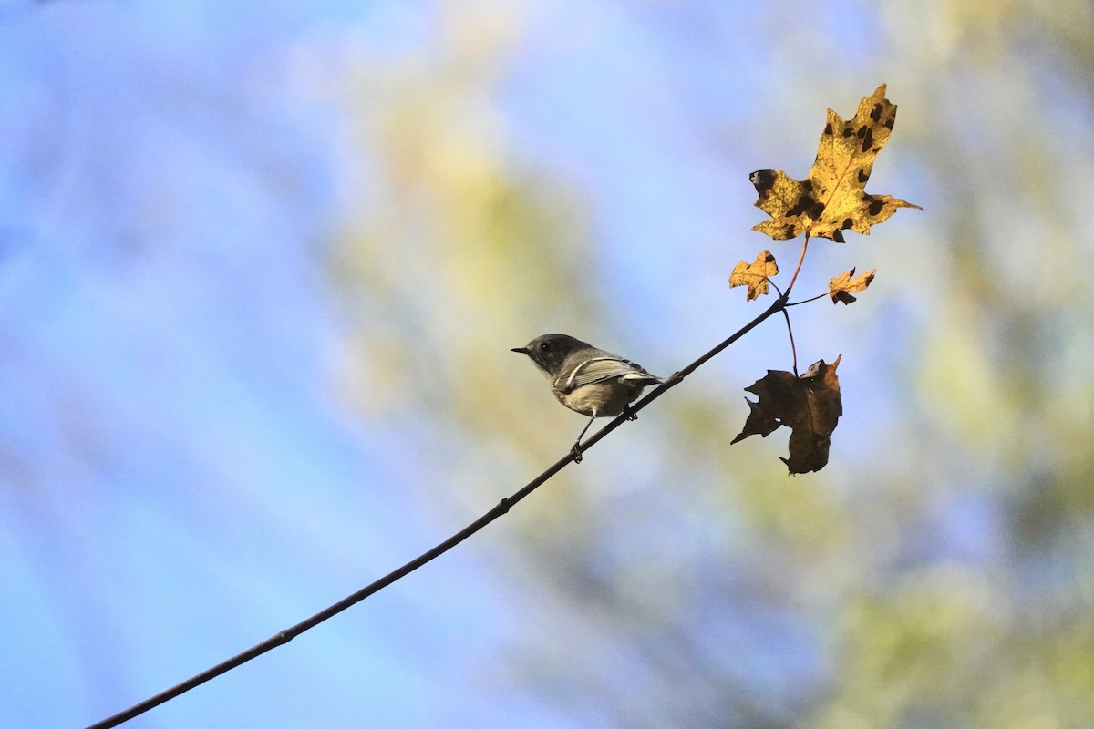 Ruby-crowned Kinglet - ML643897402