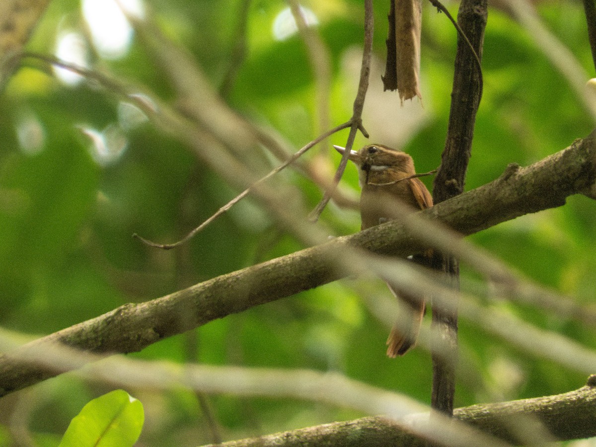 Northern Plain-Xenops - ML643897405