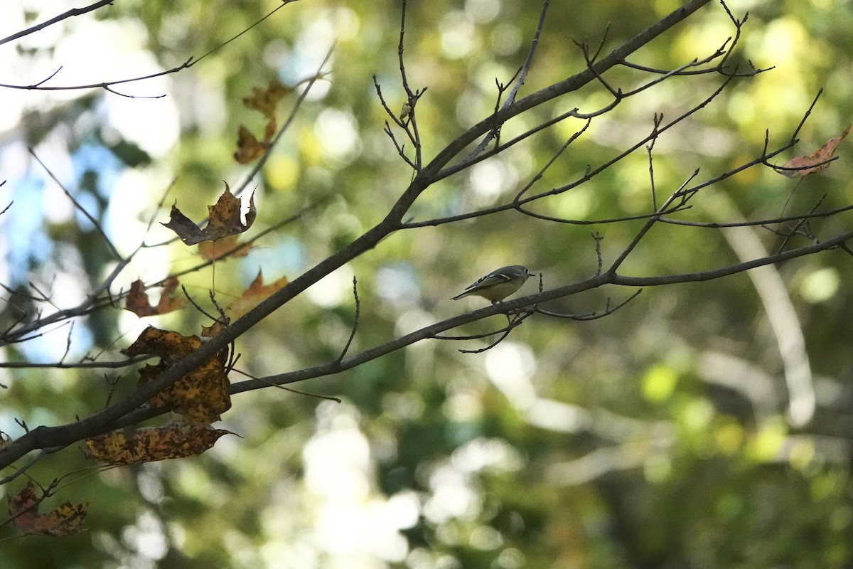 Ruby-crowned Kinglet - ML643897408