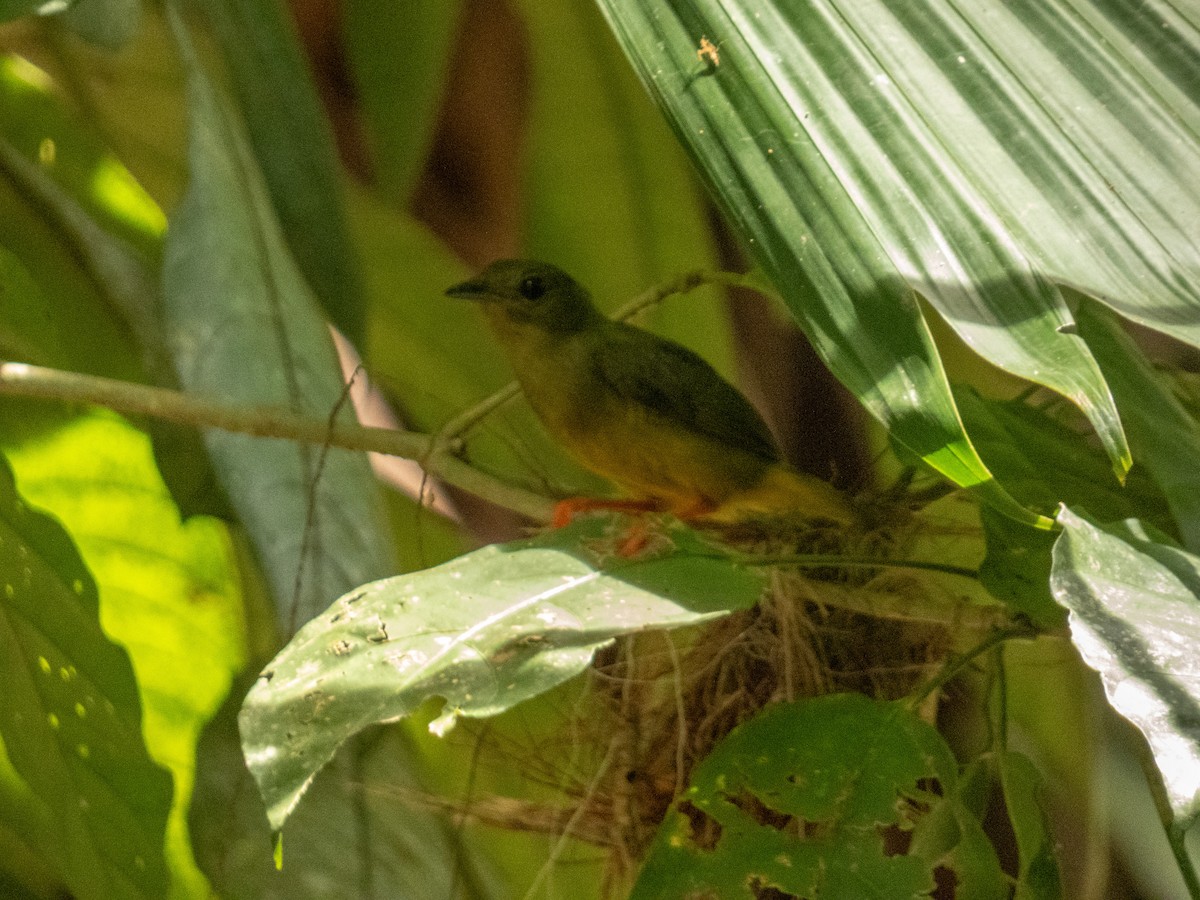 White-collared Manakin - ML643897420