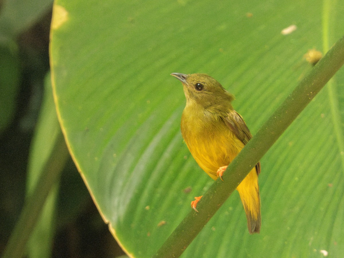 White-collared Manakin - ML643897421