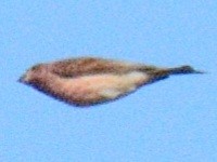 Purple Finch (Eastern) - ML643897424
