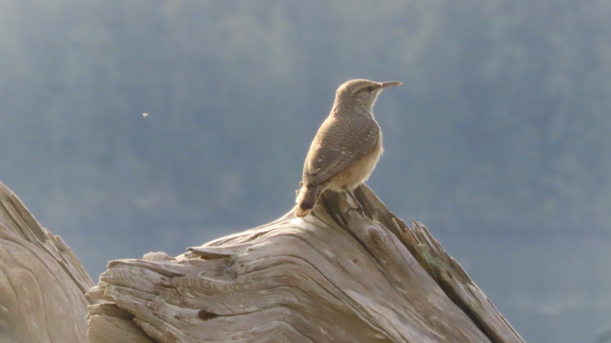 Rock Wren - ML643897426