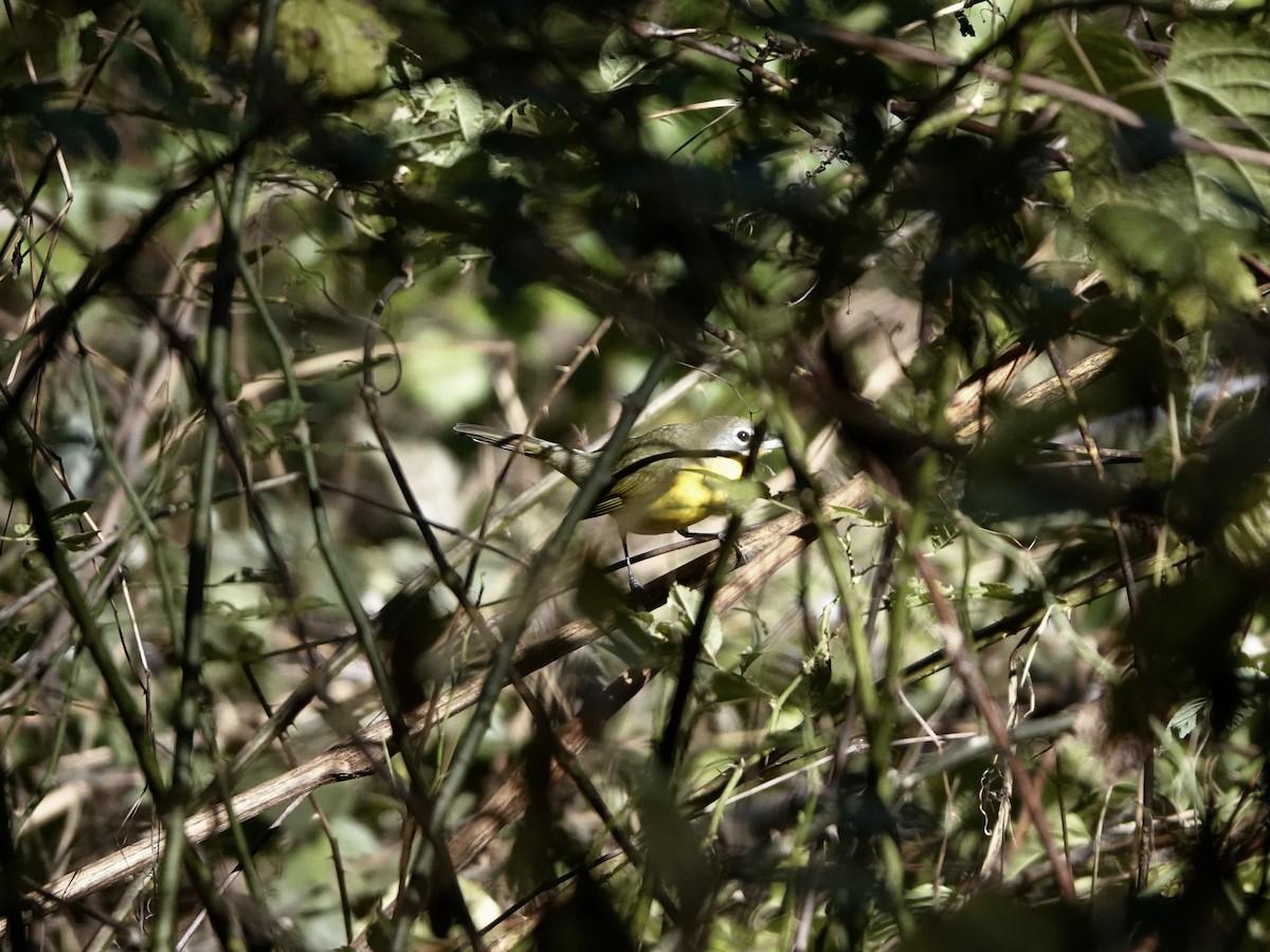 Yellow-breasted Chat - ML643897428