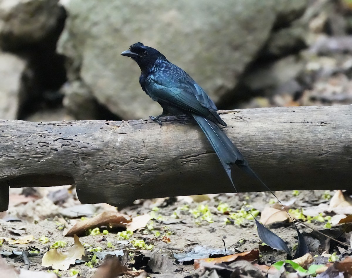 Greater Racket-tailed Drongo - ML643897433