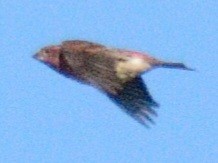 Purple Finch (Eastern) - ML643897438