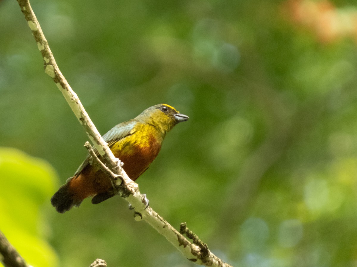 Olivrückenorganist - ML643897442