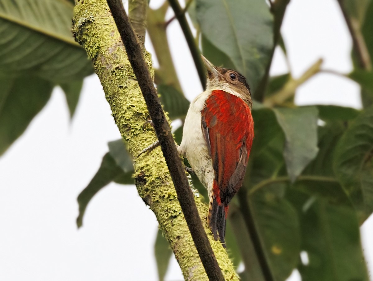 Scarlet-backed Woodpecker - ML643897449