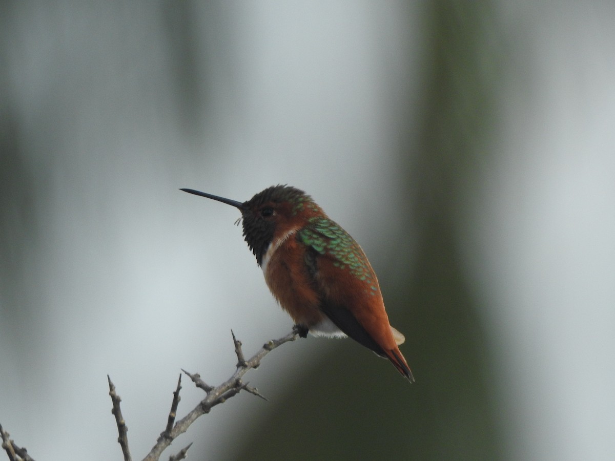 Allen's Hummingbird - ML643897454