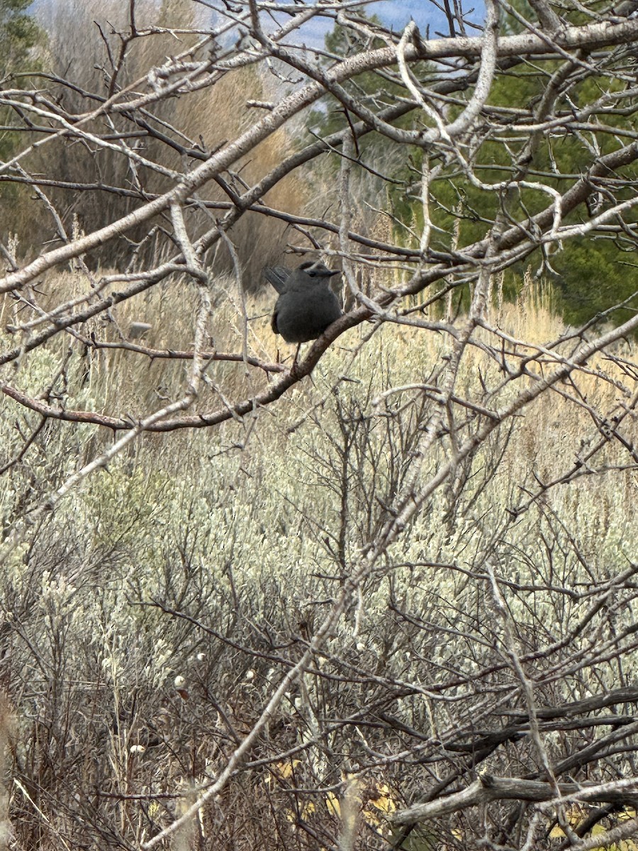 Gray Catbird - ML643897459