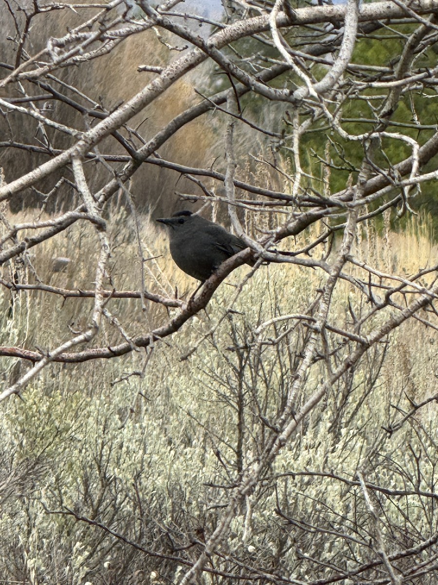 Gray Catbird - ML643897460