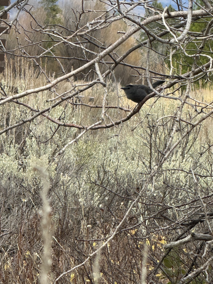Gray Catbird - ML643897461