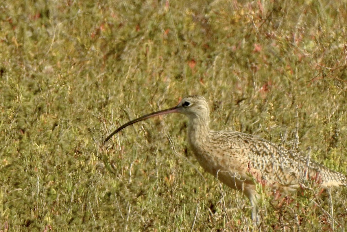 Long-billed Curlew - ML643897470
