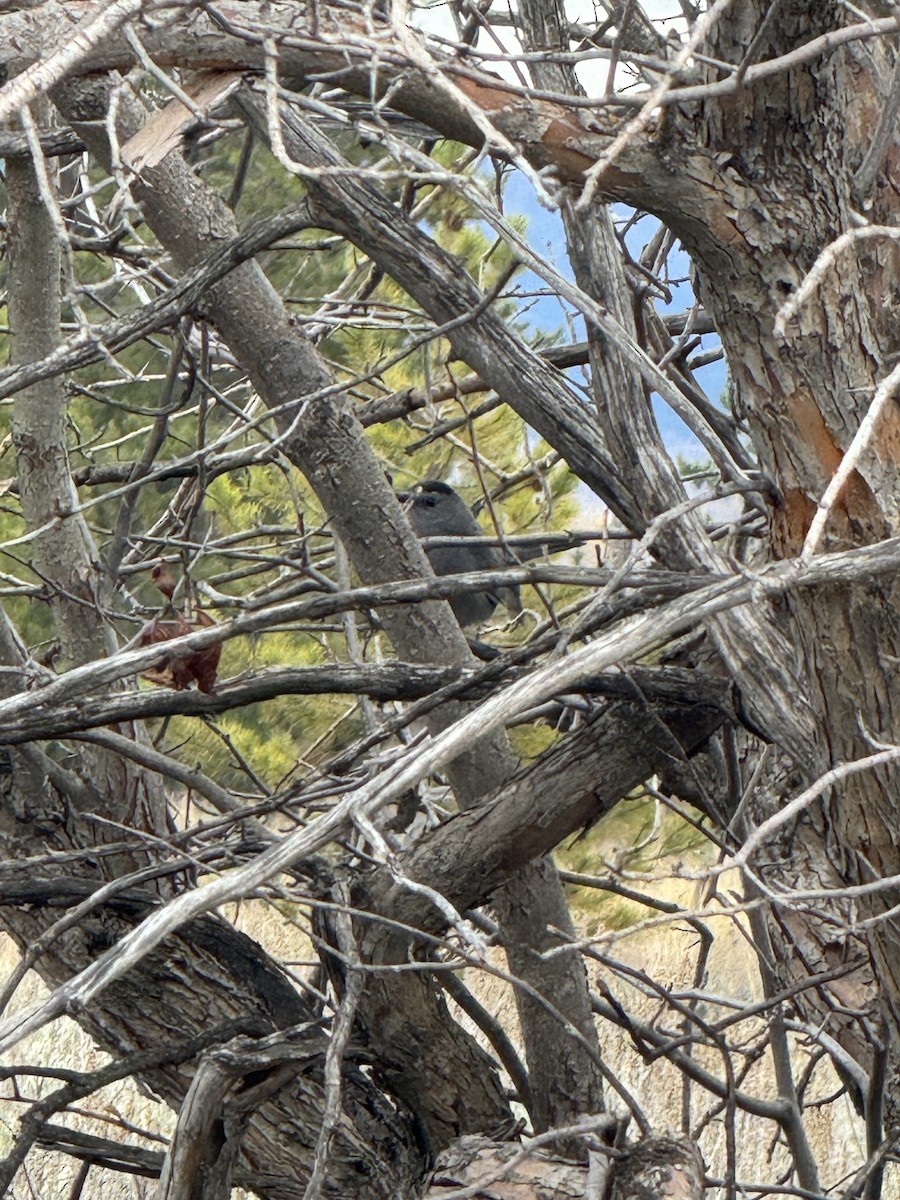 Gray Catbird - ML643897483